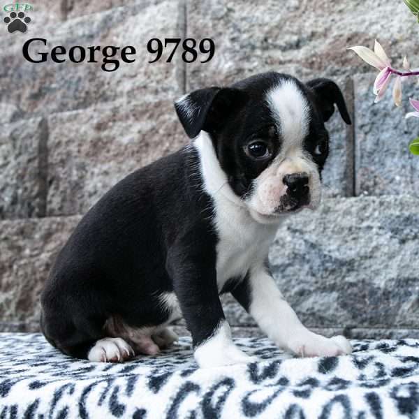 George, Boston Terrier Puppy